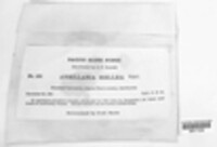 Armillaria mellea image